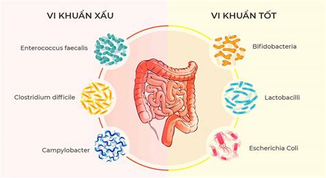 Cúm: Phòng chống sự bội nhiễm vi khuẩn với sự giúp đỡ của họ vi khuẩn ...