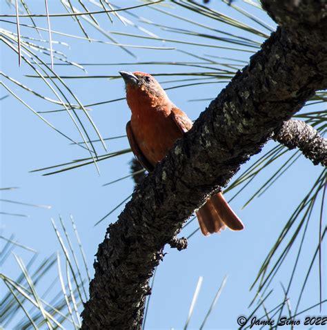 Hepatic Tanager Ironekilz Flickr