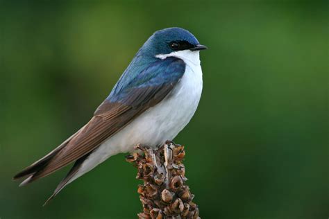 Feather Plucking in Birds - Symptoms, Causes, Diagnosis, Treatment ...