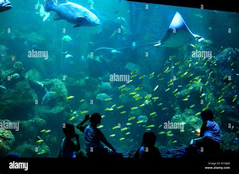 Aquarium at Sea World Ancol, Jakarta, Indonesia Stock Photo - Alamy