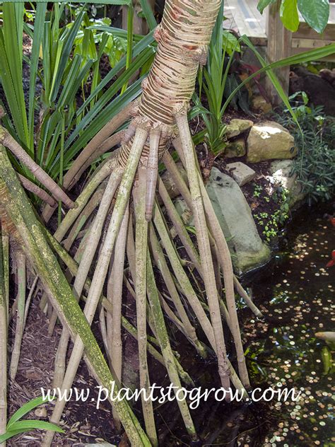 Adventitious Roots Roots Such As Buttress Stilt And Prop Plants To Grow Plants Database By