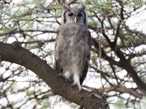 Verreaux's Eagle-Owl - eBird