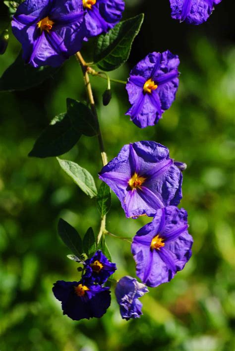 8 Plants That Look Like Deadly Nightshade - ProGardenTips