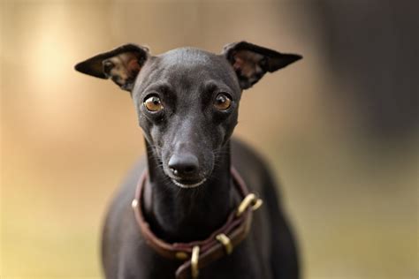 20 Italian Greyhounds To Follow On Instagram • Hellobark