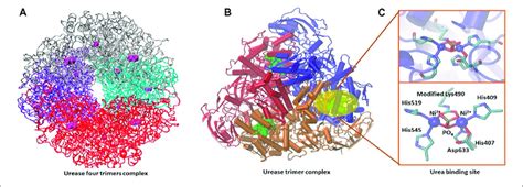 Urease Active Complex Of Four Trimer Subunits A Suman Et Al