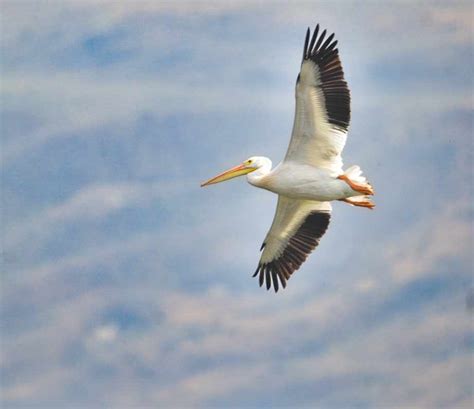 IN PHOTOS Pelicans Pause Migration To Play And Eat On Interior Lakes