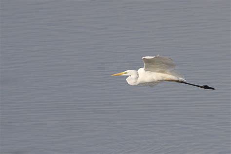 Great Egret Bird Ornithology - Free photo on Pixabay - Pixabay