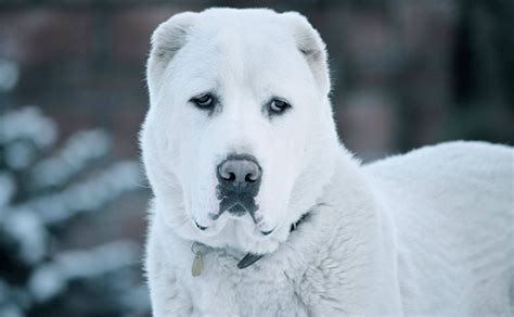 Are Georgian Shepherds Calm Dogs