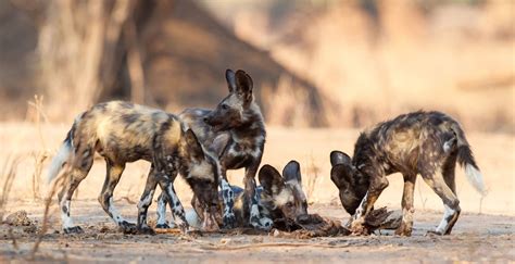 African Wild Dog Pups And Mother