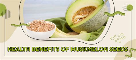 Health Benefits Of Muskmelon Seeds Health Care Medplusmart