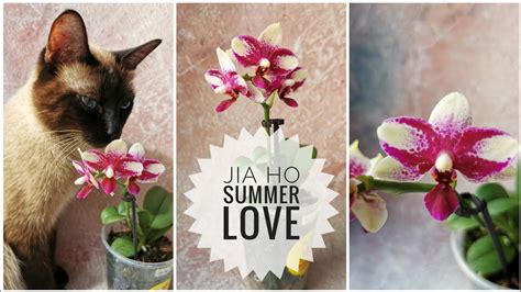 Phal. Jia Ho Summer Love - первое цветение, азиатский фаленопсис ...
