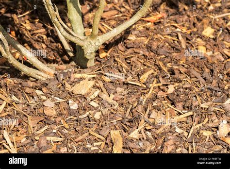 Bark chippings garden hi-res stock photography and images - Alamy