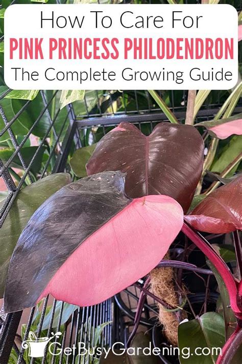 How To Plant Grow And Care For Pink Princess Philodendron Artofit