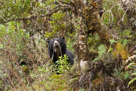 Nose To Muzzle With A Spectacled Bear In Chingaza National Park