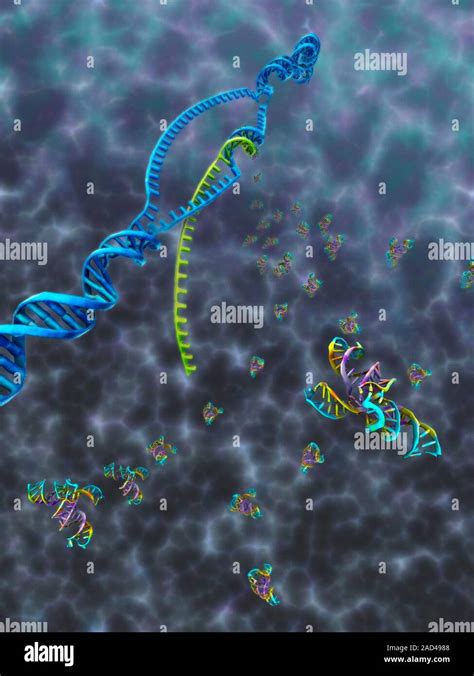 Transcription Producing TRNA Illustration Of A Strand Of DNA