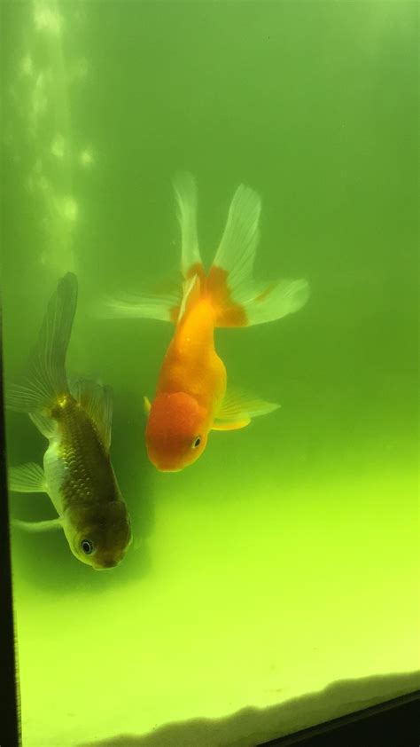 Hello! I’m new to reddit. Here’s my two orandas. :) : r/Goldfish