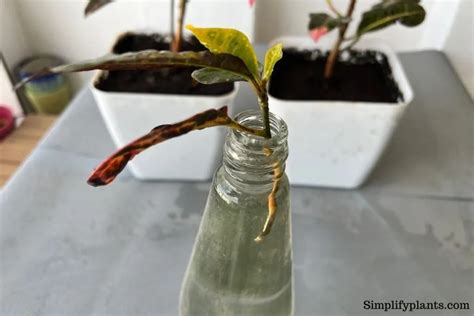 How To Prune Croton Plant Whenstep By Step Guide Simplify Plants