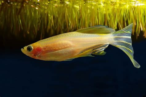 Zebra Danio Glofish Care Guide Your Aquarium Place