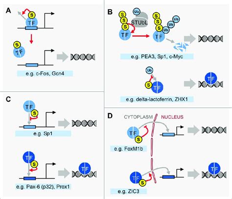 Sumo Controls Levels Of Chromatin Associated Tfs Through Diverse