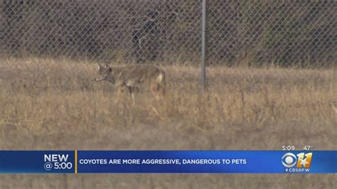 Aggressive Coyotes In North Texas Once Again A Concern During Mating