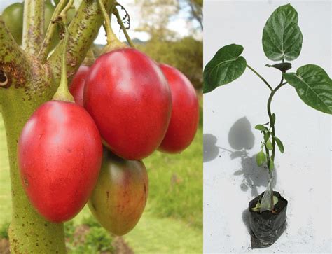 Tomate De Arbol Planta