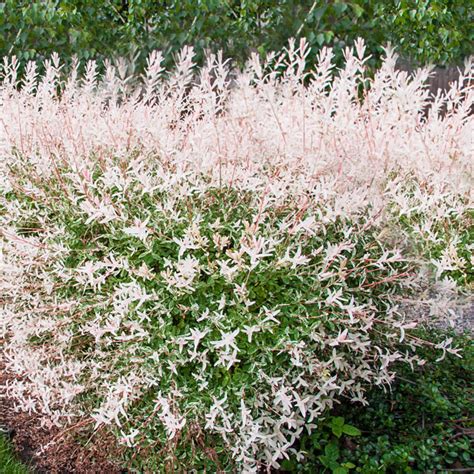 Salix Integra Hakuro Nishiki Dappled Willow Tree Off