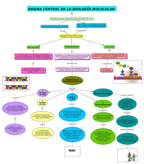 Dogma Central De La Biologia Molecular