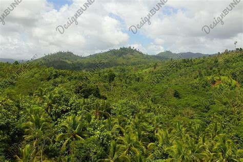 Rainforest in the Philippines. (1156034) | Nature | Design Bundles