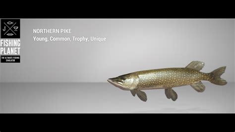 Fishing Planet Akhtuba River Unique Northern Pike Bottom YouTube