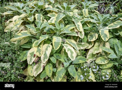 Salvia Officinalis Icterina Golden Sage Salvia Leaves Garden Herb