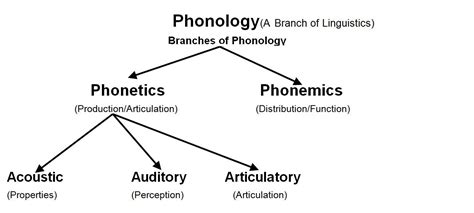 Phonology The Study Of Sounds In Language