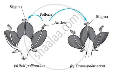 Cross Pollination Diagram