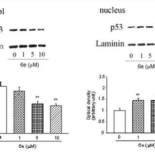 6e Modulate The Levels Of P53 In SH SY5Y Cells A The SH SY5Y Cells