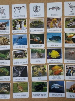 Kit Flashcards Animais Vertebrados X Invertebrados Elo