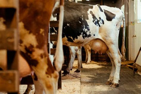 Mastitis En Las Vacas Síntomas Causas Y Tratamiento