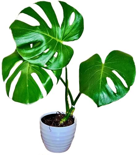 Split Leaf Philodendron Pruning Helpful Guide Gardening Tips And Tricks