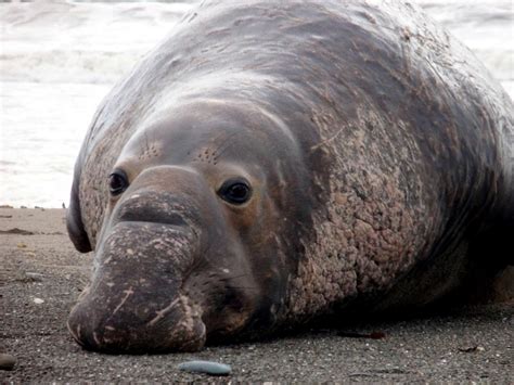 Northern Elephant Seal – "OCEAN TREASURES" Memorial Library