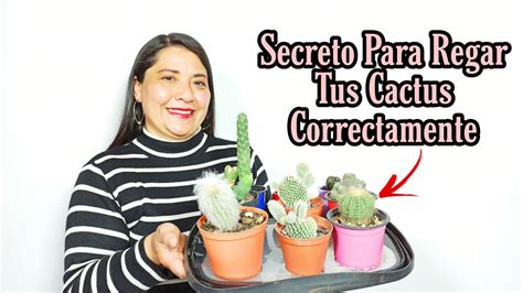 Truco Para REGAR Tus CACTUS CORRECTAMENTE YouTube