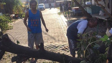 Pohon Kersen Tumbang Melintang Di Jalan Senjoyo I Semarang Pagi Ini