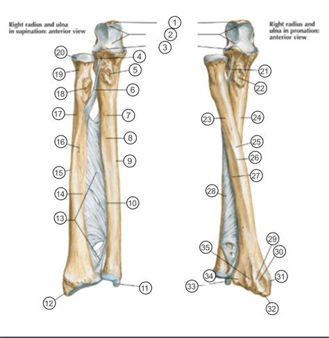 Radius & Ulna - Anatomy Review ch4 Diagram | Quizlet