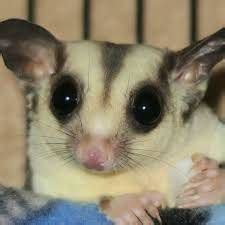 Sugar Glider Breeder Near me Sugar Glider Breeding