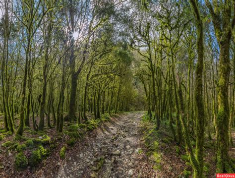 Самшит Лесной (78 фото) - фото - картинки и рисунки: скачать бесплатно