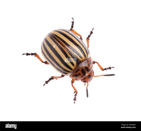 One Colorado Potato Beetle Isolated On White Stock Photo Alamy