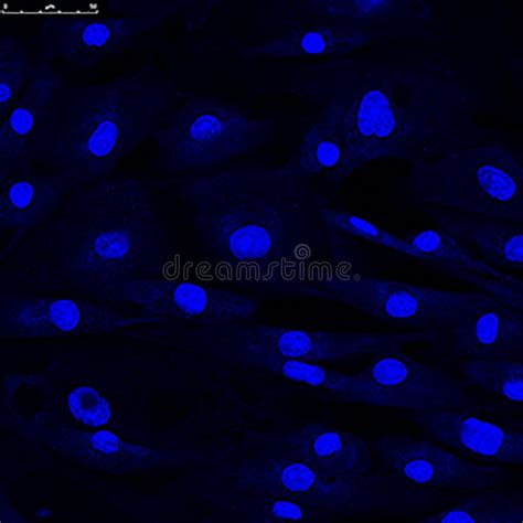 Confocal Microscopy Of Fibroblast Cells Stock Image Image Of Nucleus Culture 75501345