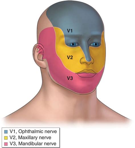 Periorbital Nerve Blocks Supraorbital Supratrochlear And