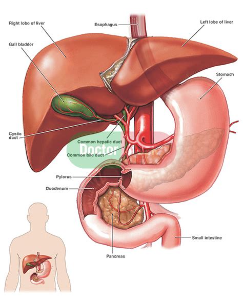 Liver And Gallbladder Diagram