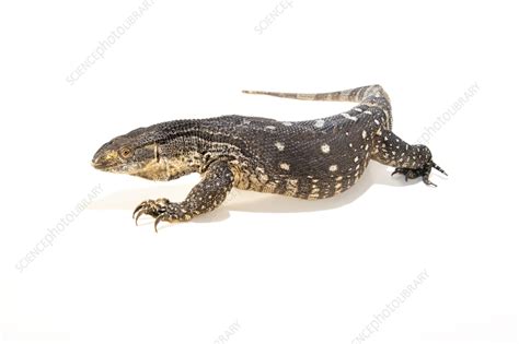 Black-throated monitor - Stock Image - C059/4722 - Science Photo Library