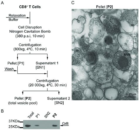 Isolation Of Lytic Granules From Ctl A Schematic Representation Of