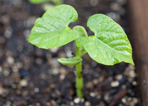 Réussir ses semis de haricots verts les astuces essentielles à connaître