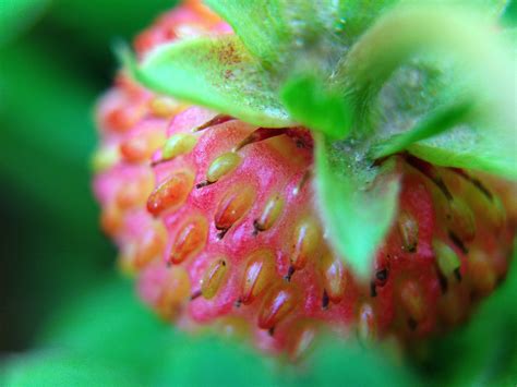 Fotos Gratis Bosque Fotograf A Fruta Hoja Flor P Talo Comida